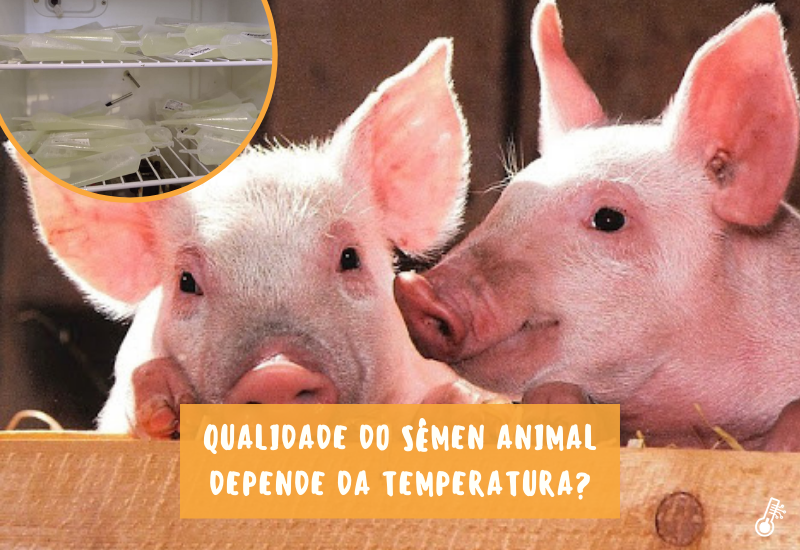 Você sabia que a qualidade do sêmen animal depende da temperatura?